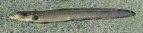 New Zealand longfin eel