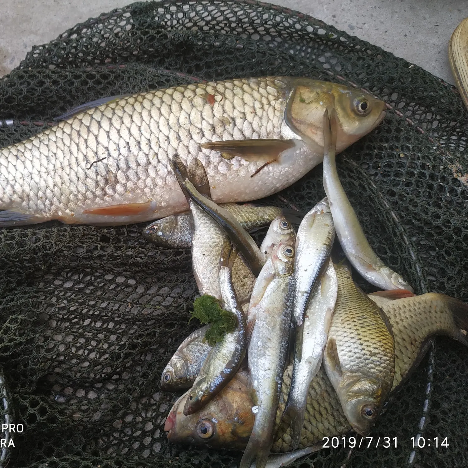 recently logged catches