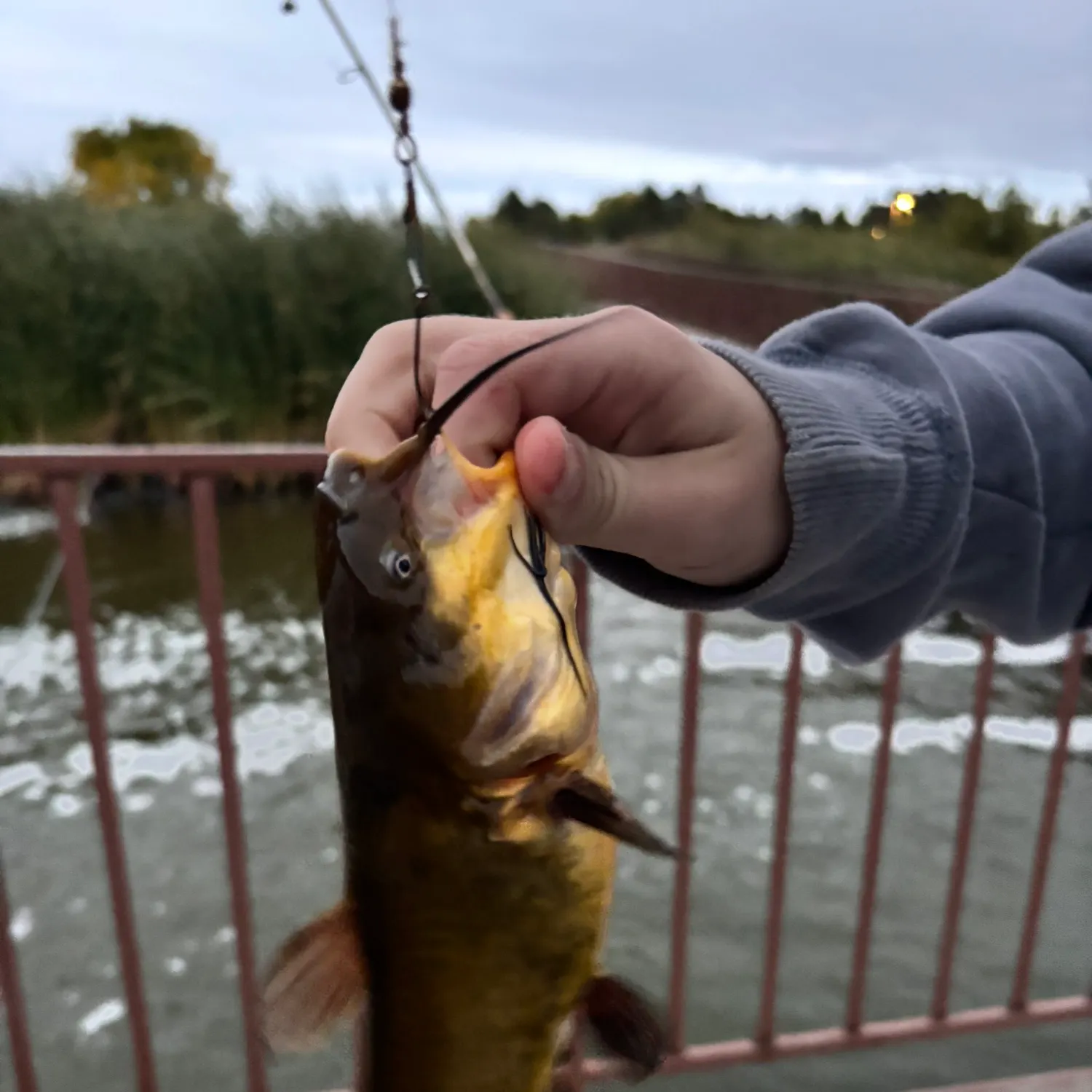 Black bullhead caught on Fishbrain