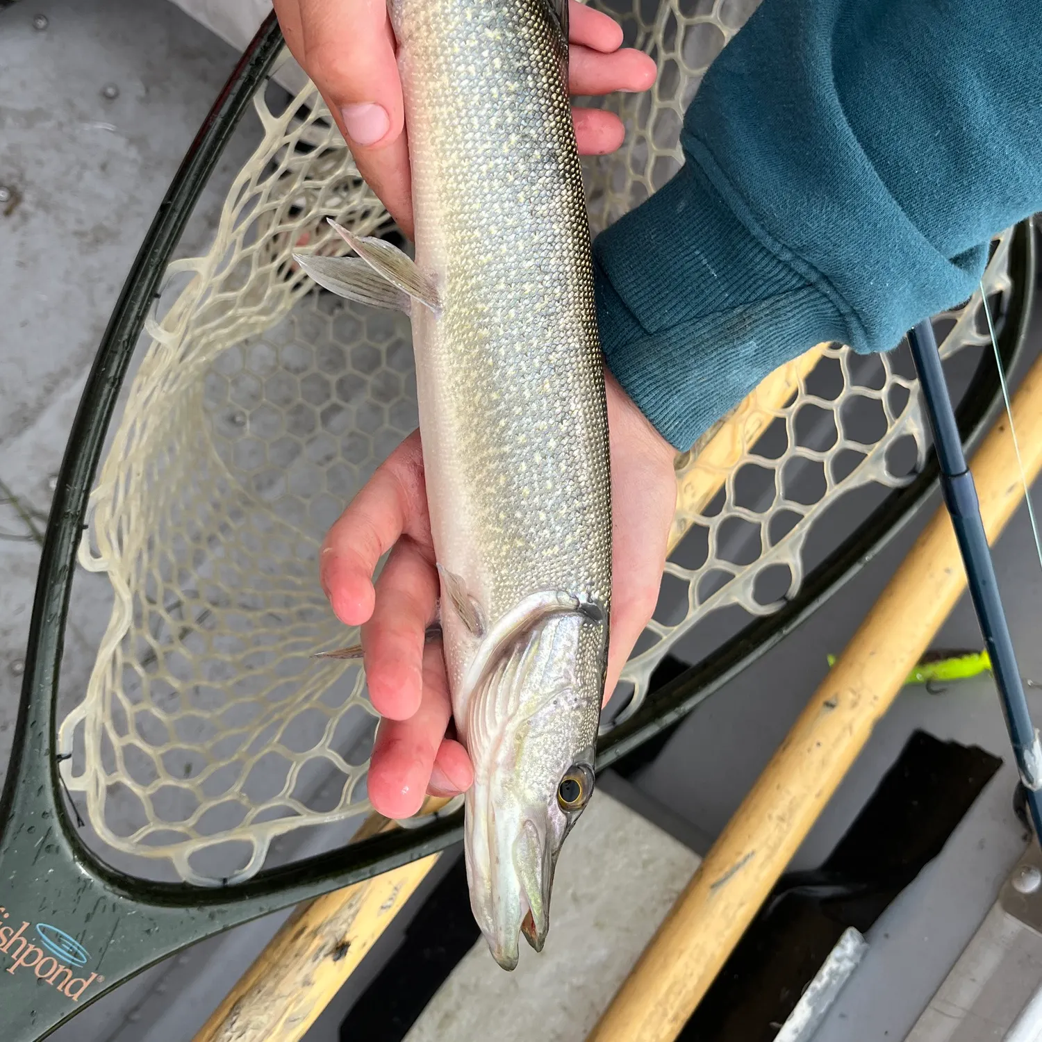The most recent Silver pike catches on Fishbrain