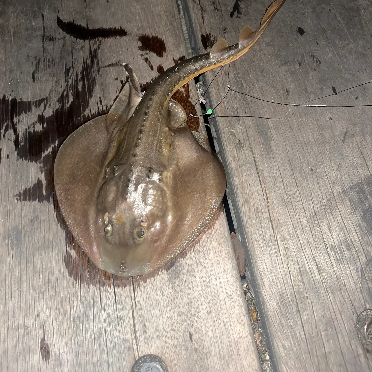 Thornback guitarfish caught on Fishbrain