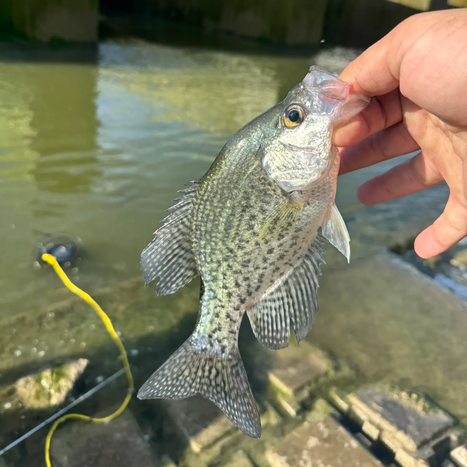 Black crappie caught on Fishbrain