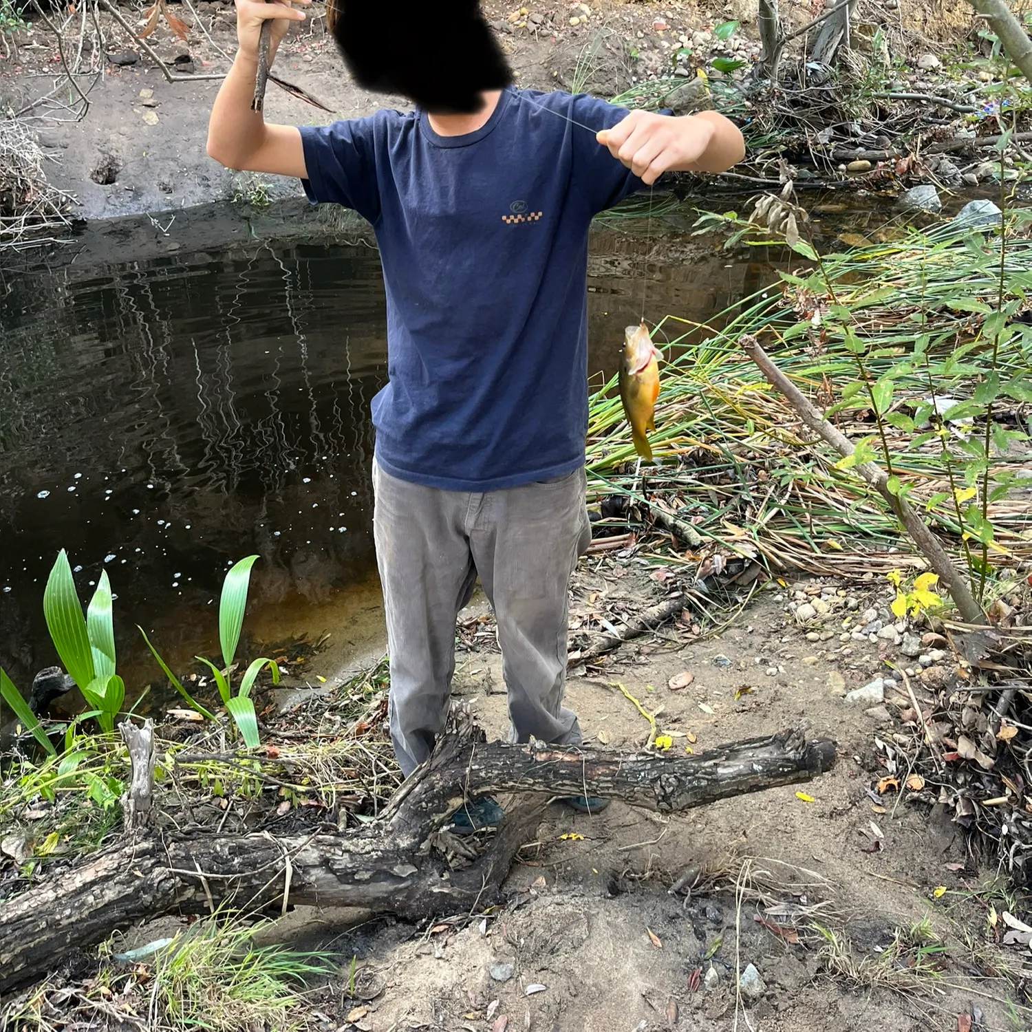 Green sunfish caught on Fishbrain