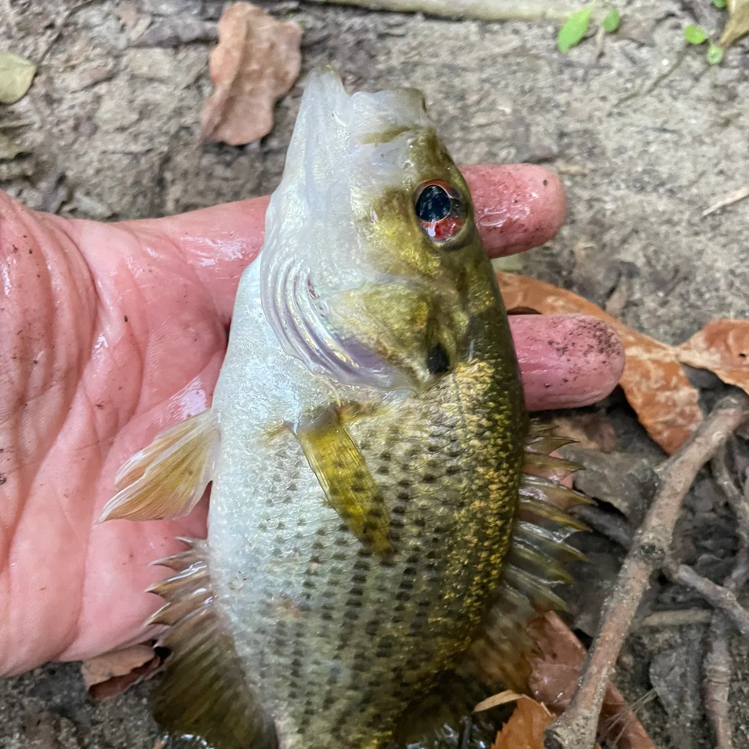 Rock bass caught on Fishbrain