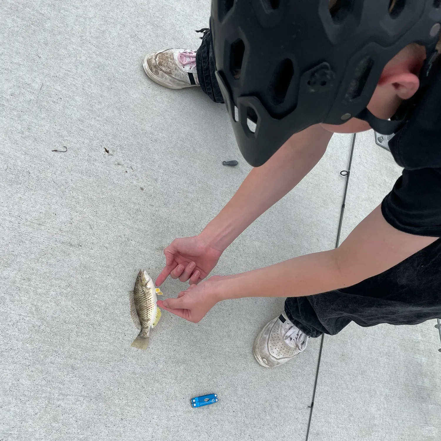 The most recent Black marlin catches on Fishbrain