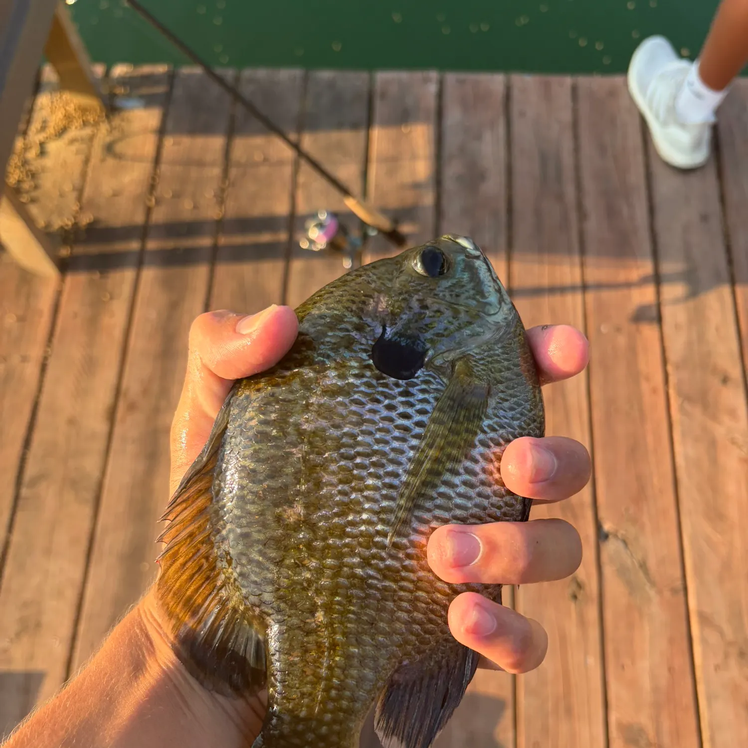 Bluegill caught on Fishbrain