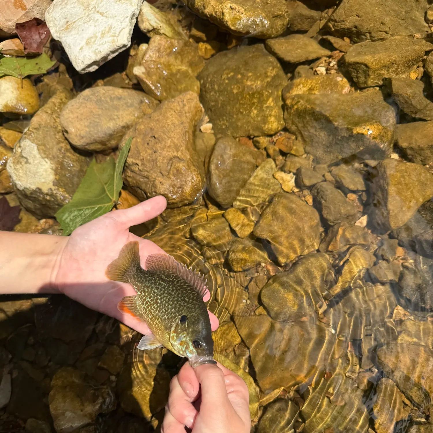 catch