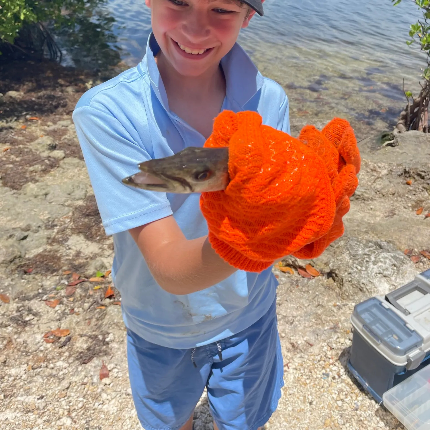 The most recent Great barracuda catches on Fishbrain