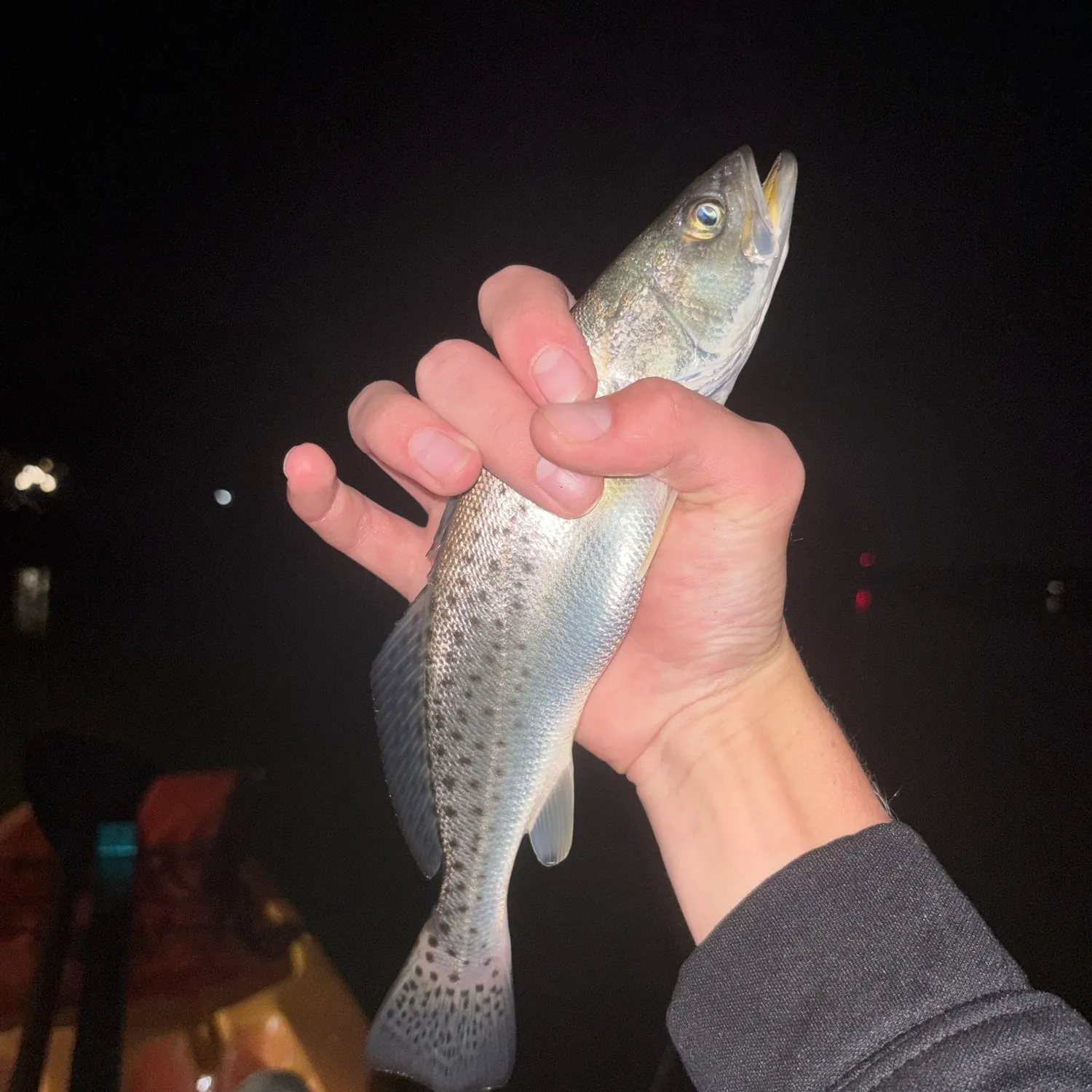 Spotted seatrout caught on Fishbrain