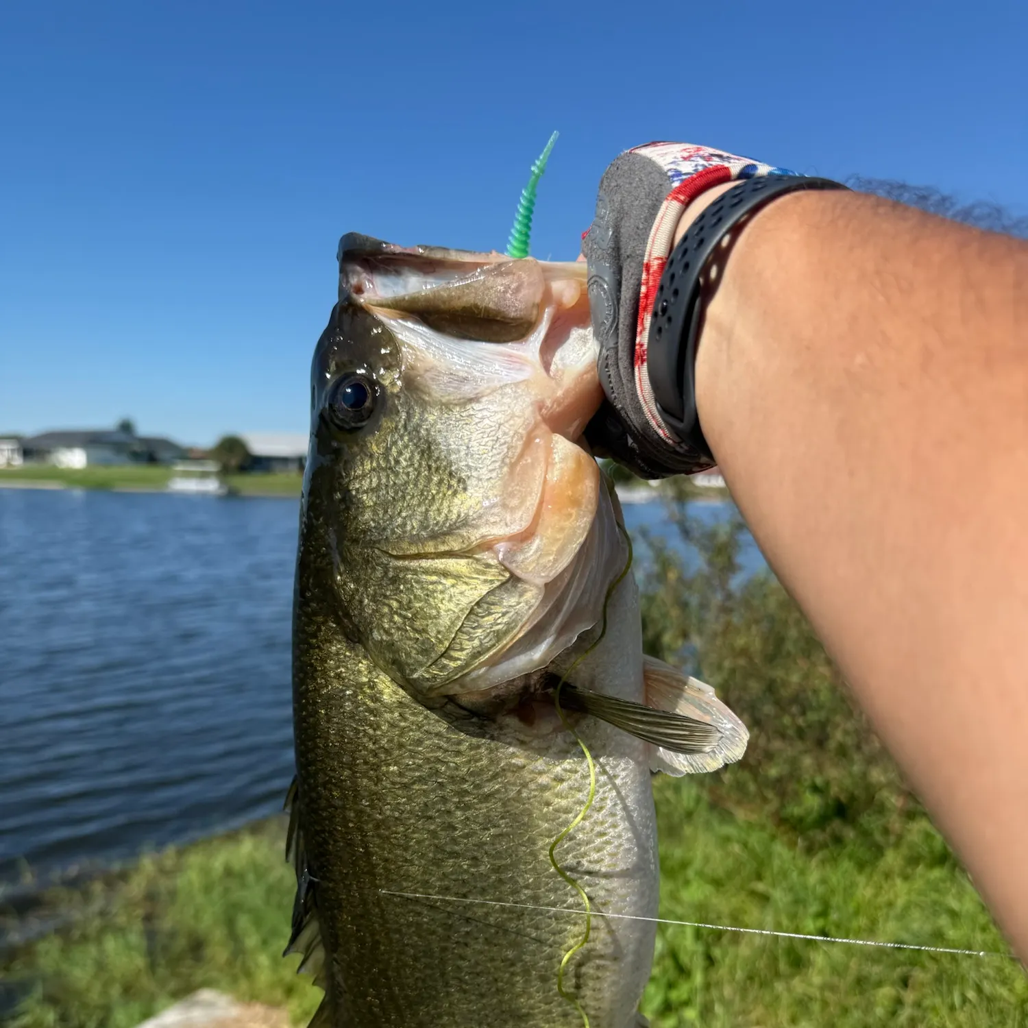 Florida bass caught on Fishbrain