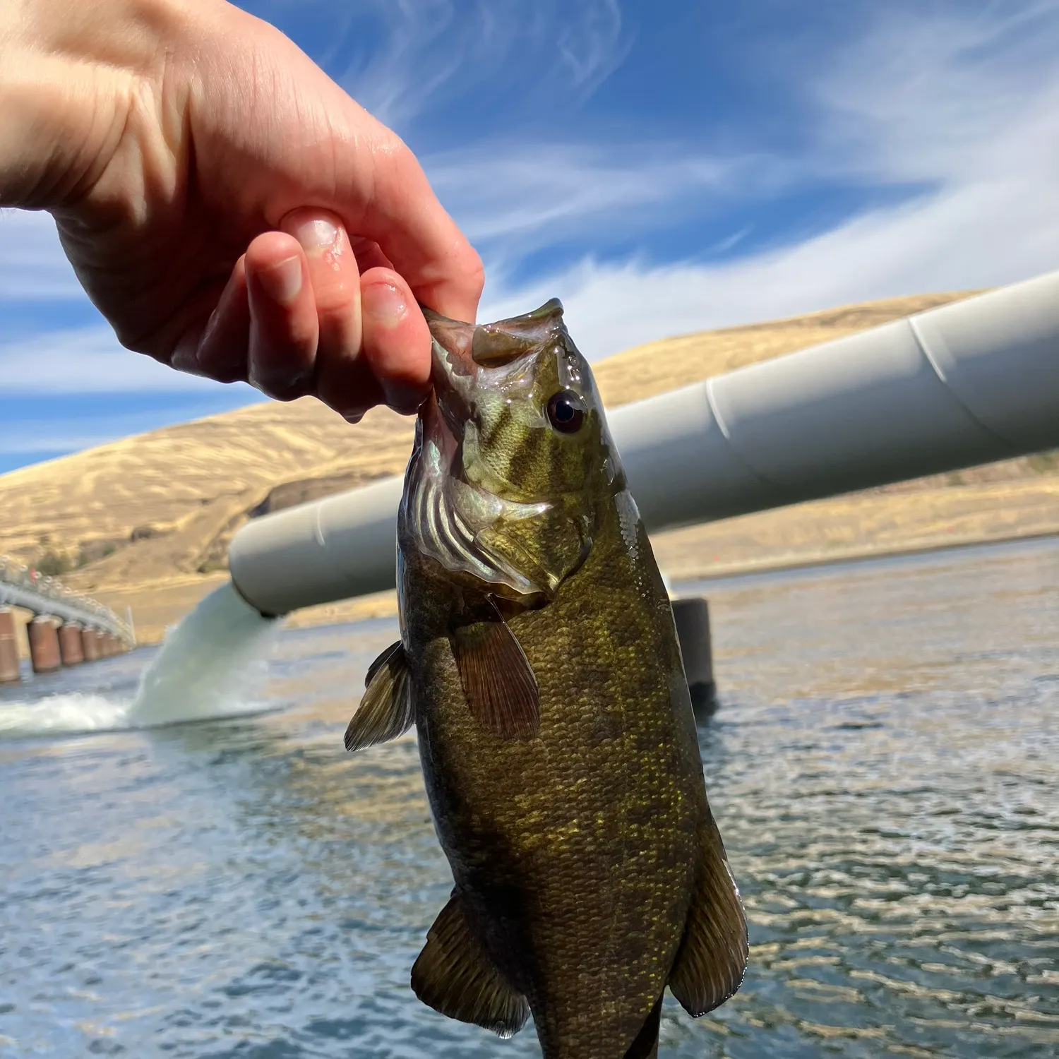 Smallmouth bass caught on Fishbrain