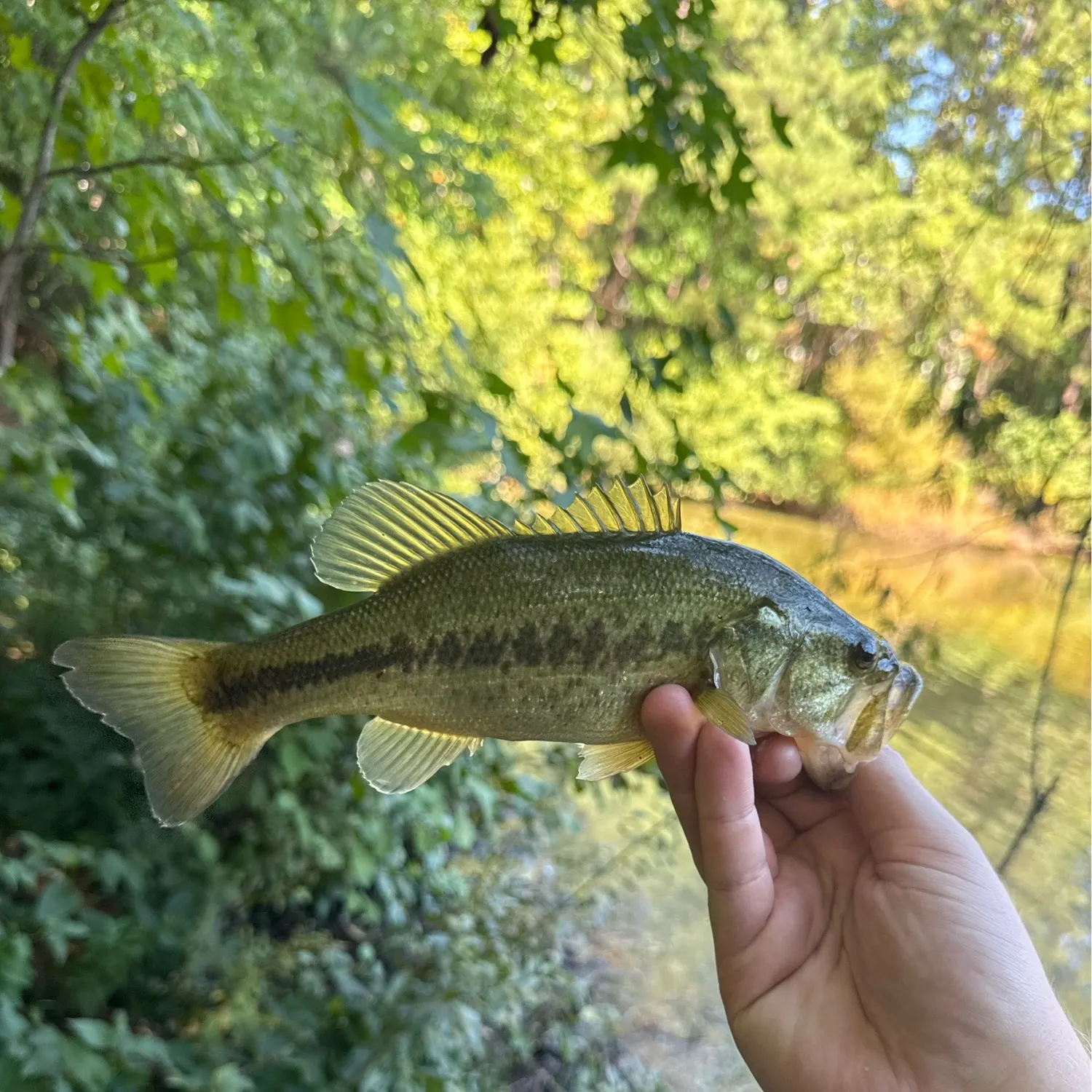 Largemouth bass caught on Fishbrain