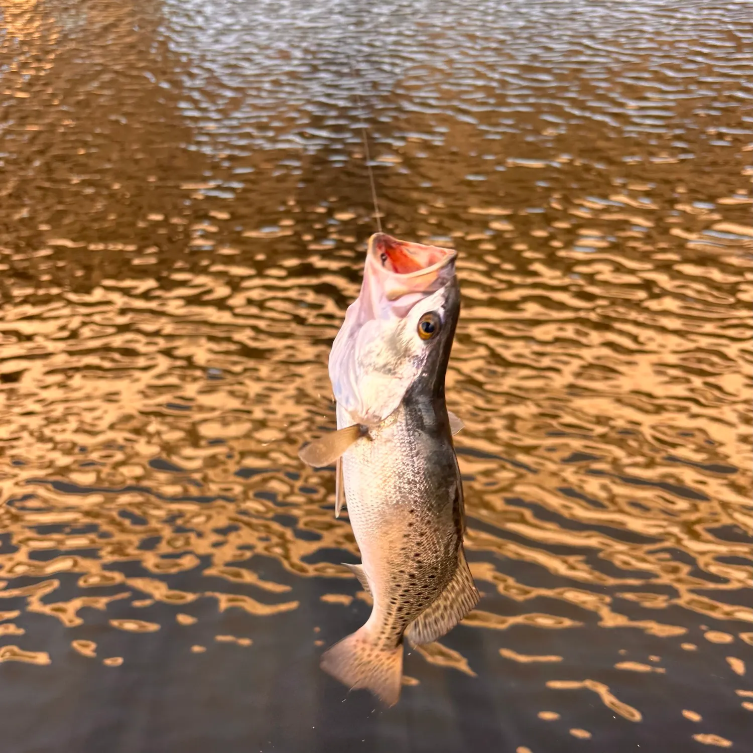 The most recent Spotted seatrout catches on Fishbrain