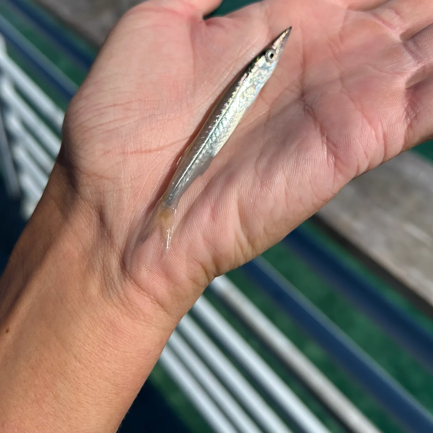 Pacific barracuda caught on Fishbrain