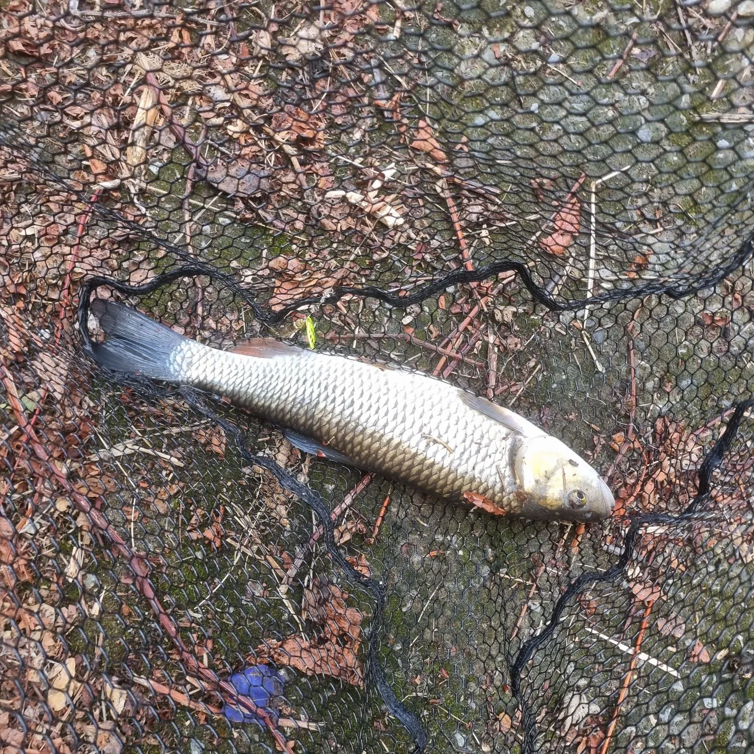 European chub caught on Fishbrain