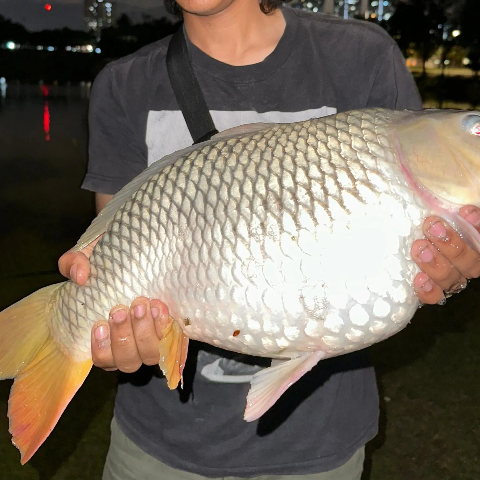 The most recent Common carp catches on Fishbrain