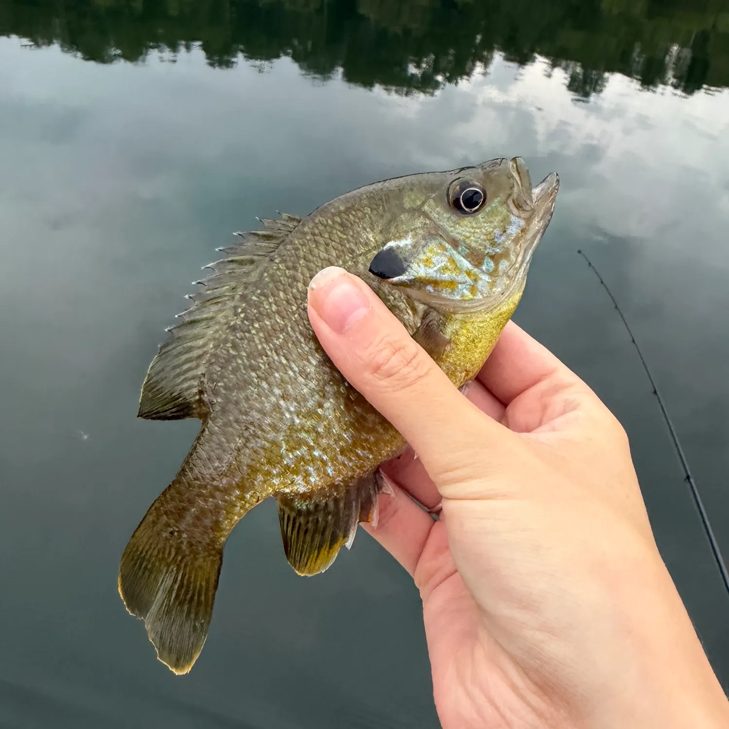 Pumpkinseed caught on Fishbrain