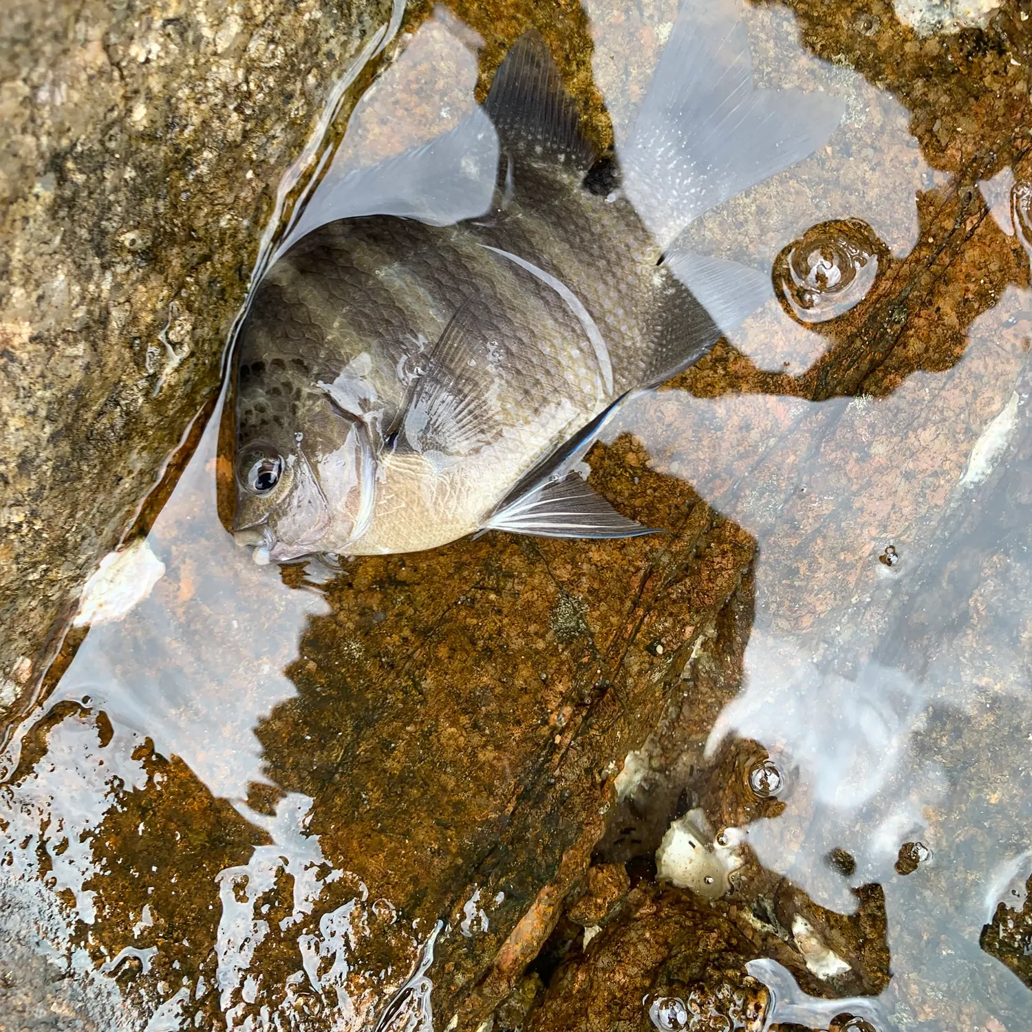 The most recent Blackspot sergeant catches on Fishbrain