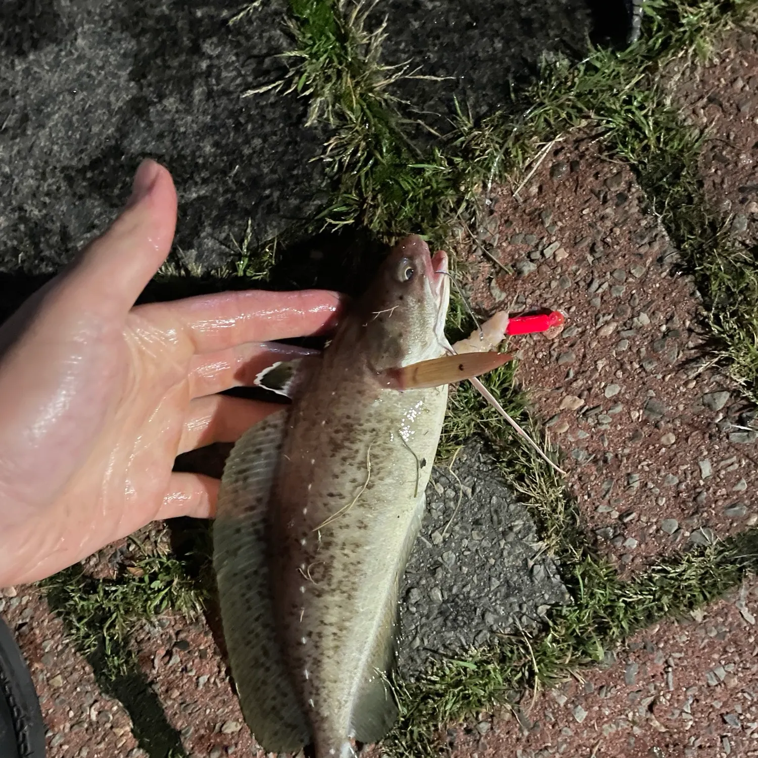 Round goby caught on Fishbrain