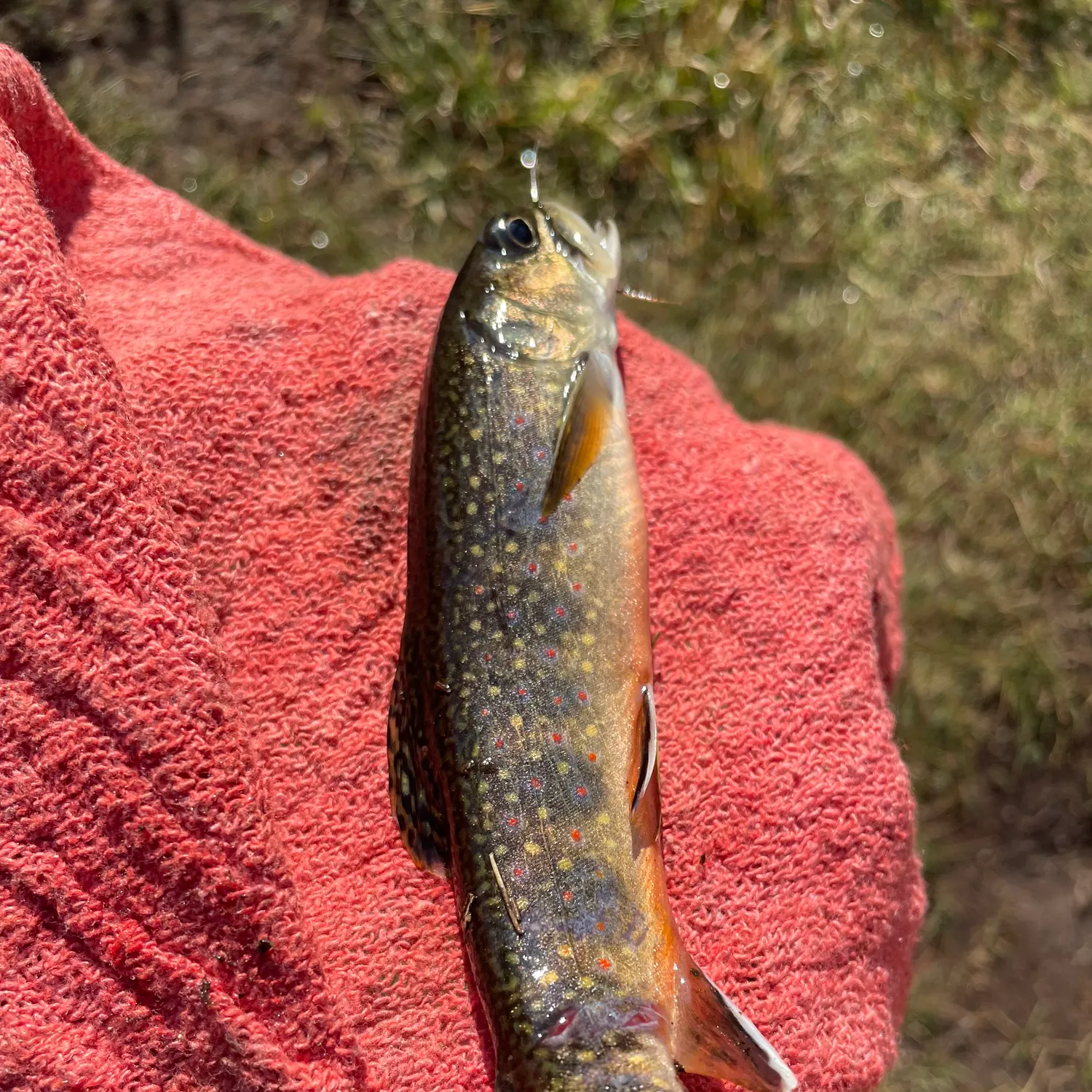 Brook trout caught on Fishbrain