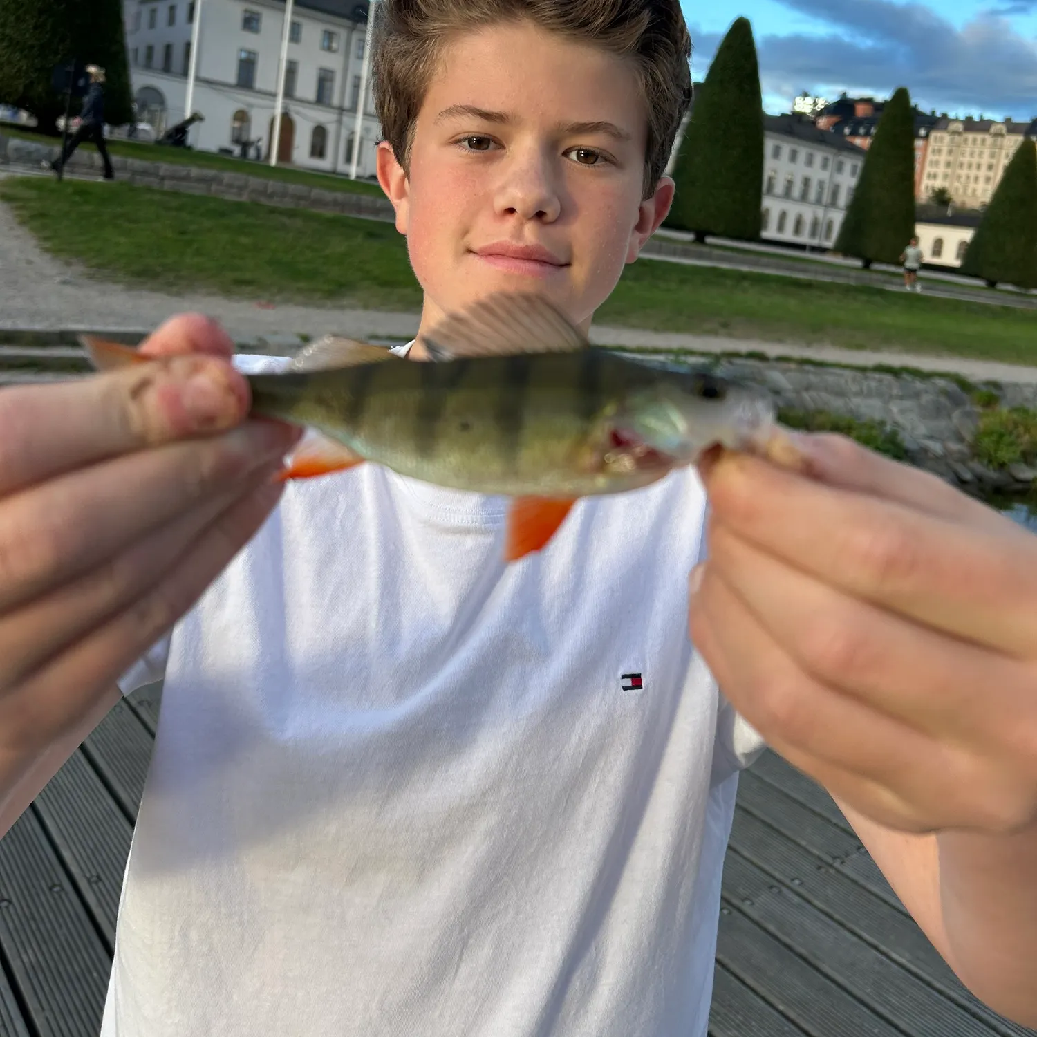 European perch caught on Fishbrain