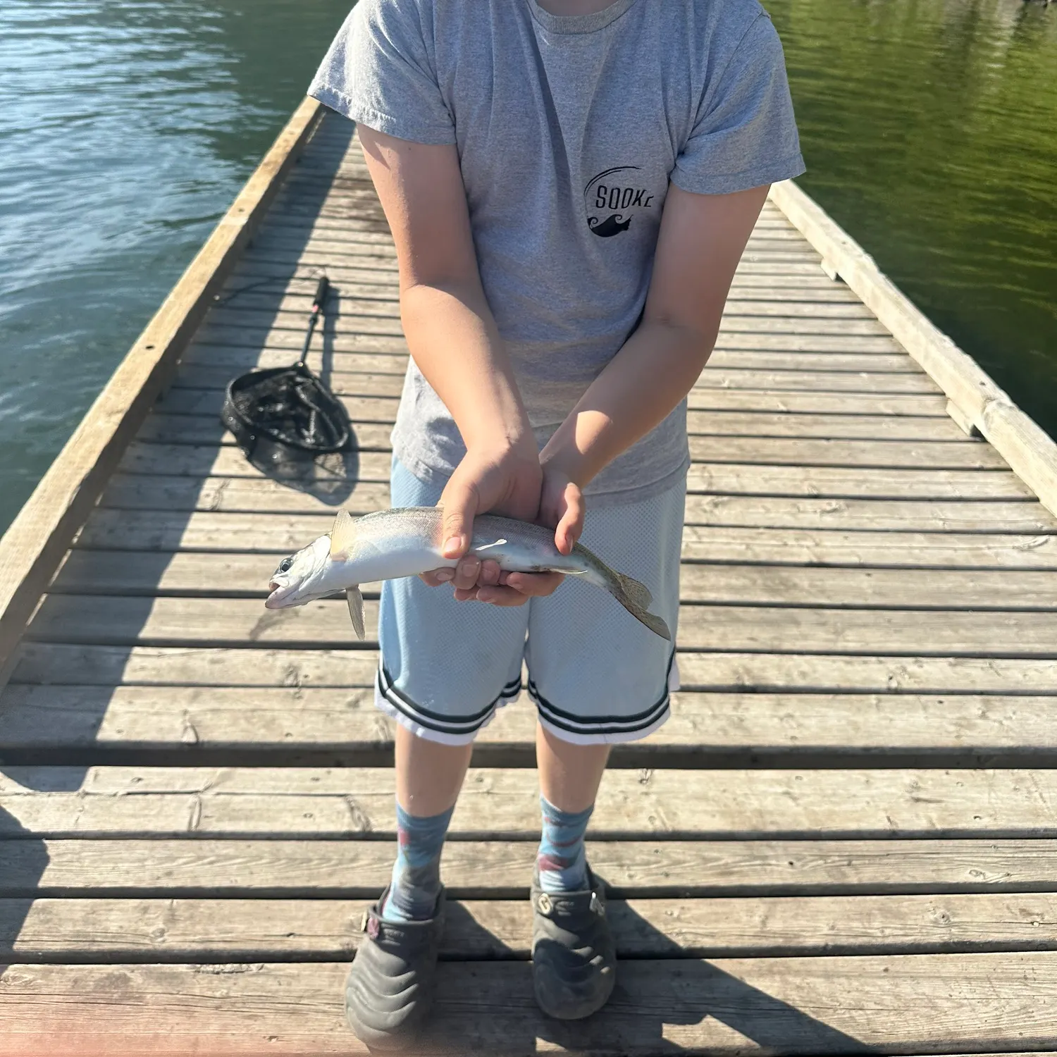 Rainbow trout caught on Fishbrain