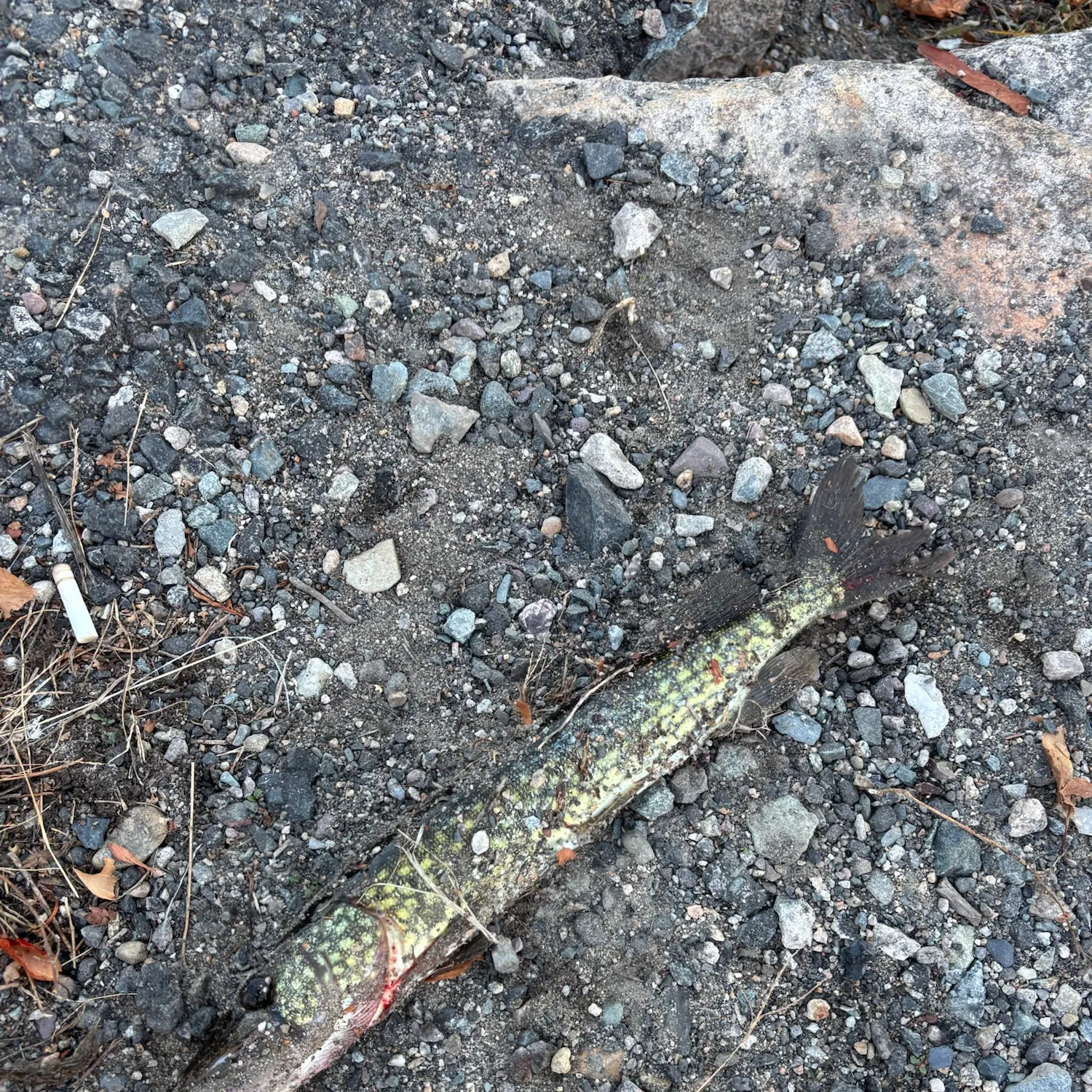 Chain pickerel caught on Fishbrain
