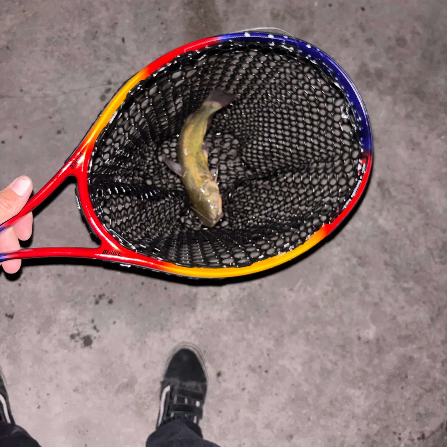 Yellow bullhead caught on Fishbrain