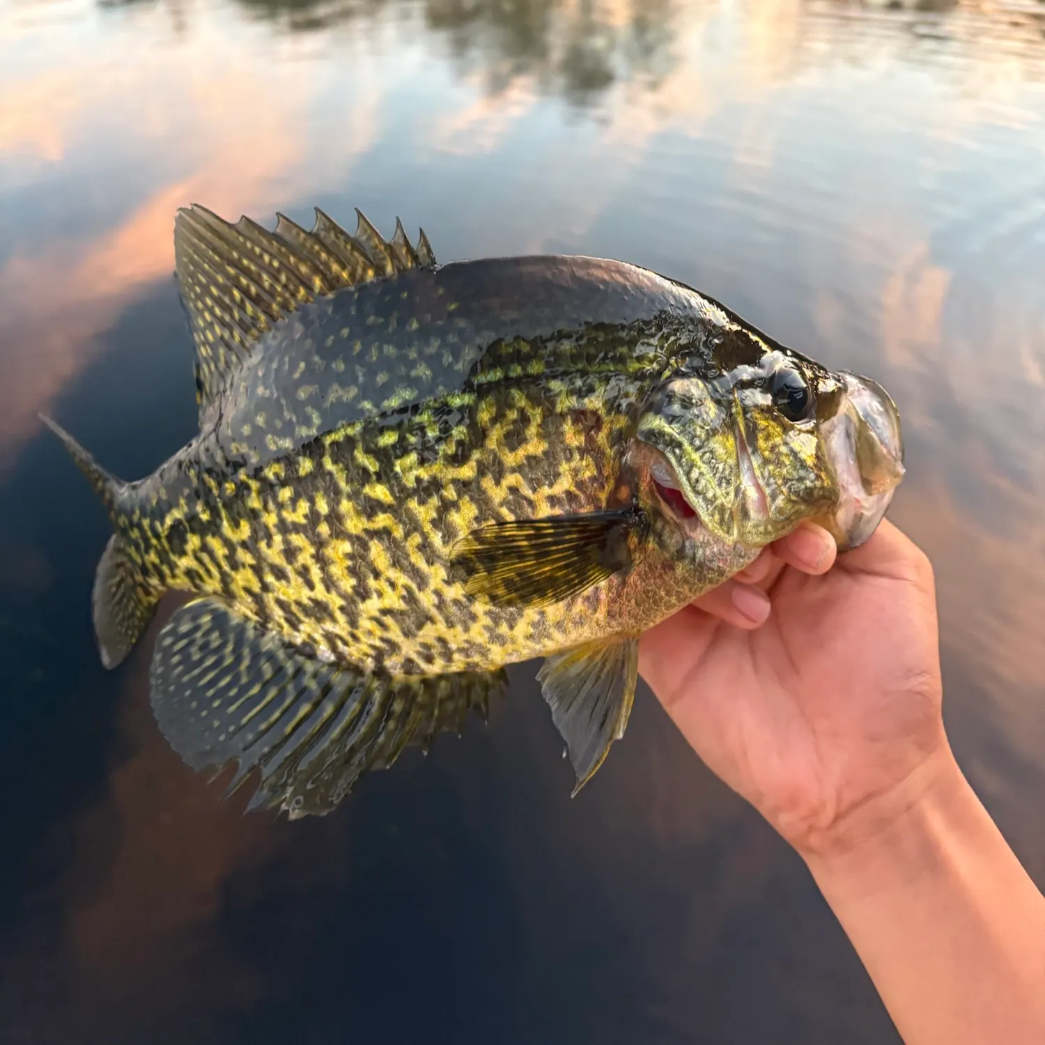 Black crappie caught on Fishbrain