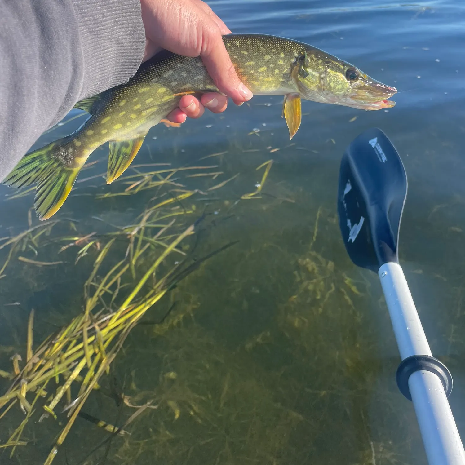 The most recent Northern pike catches on Fishbrain