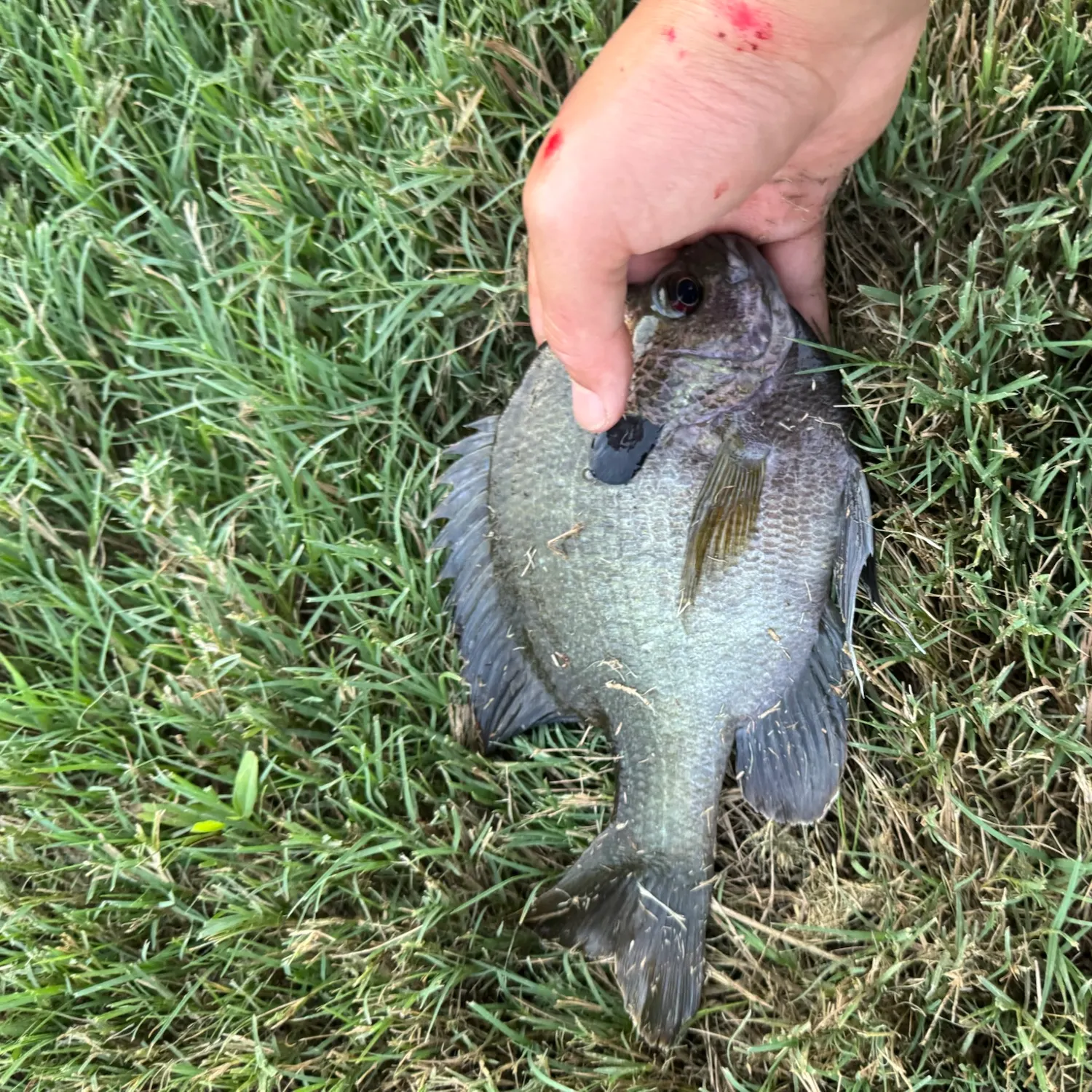 Fish caught on Fishbrain