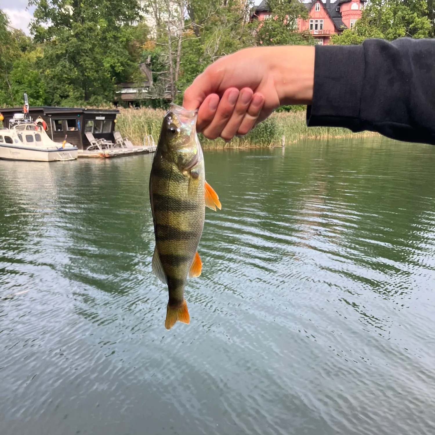 European perch caught on Fishbrain