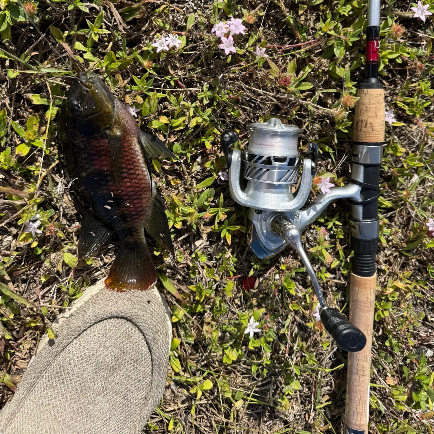 The most recent Spotted tilapia catches on Fishbrain