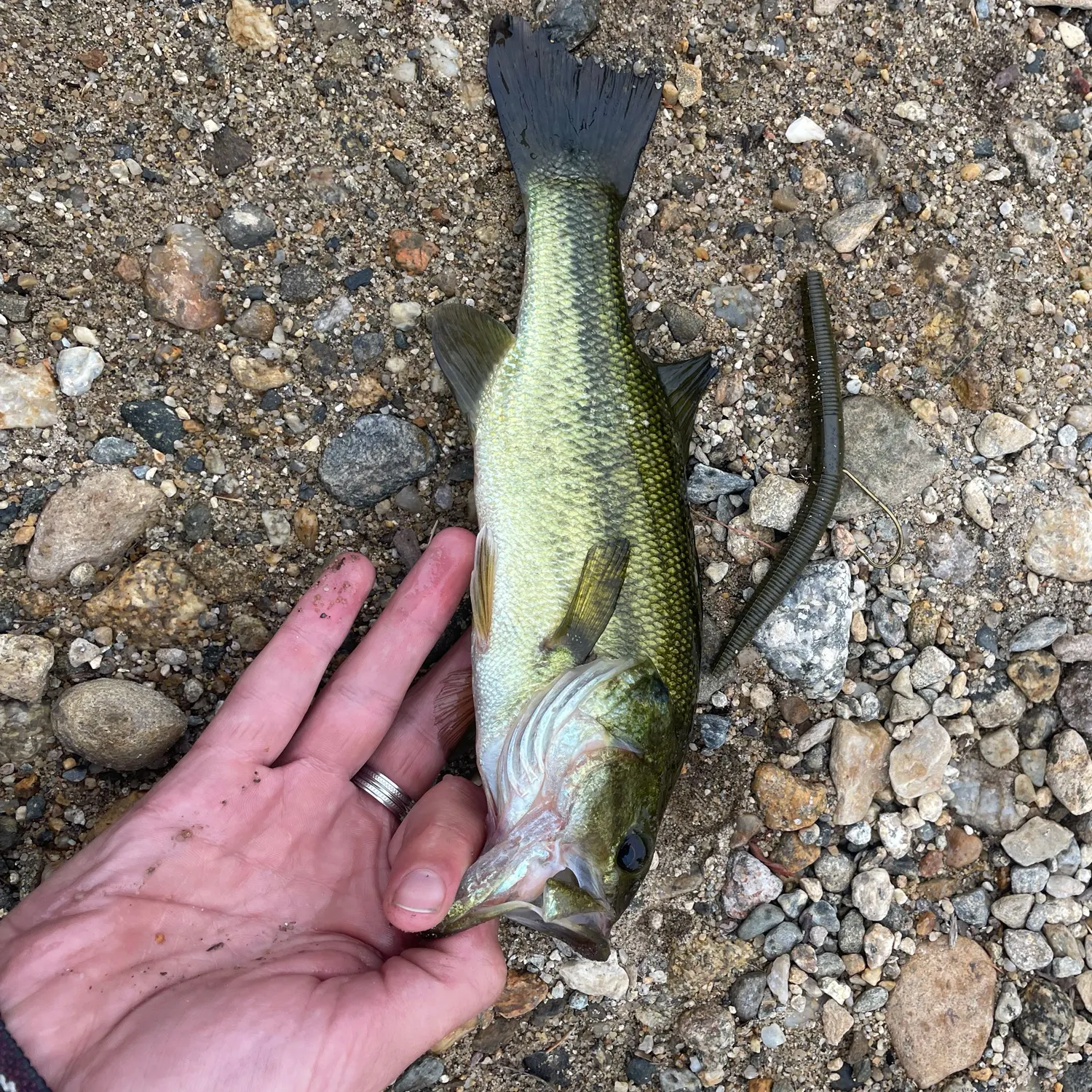 Largemouth bass caught on Fishbrain