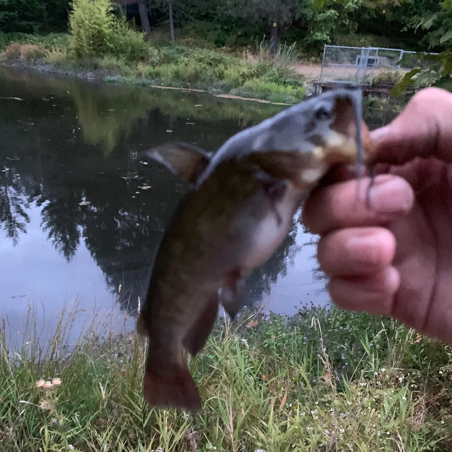 Black bullhead caught on Fishbrain