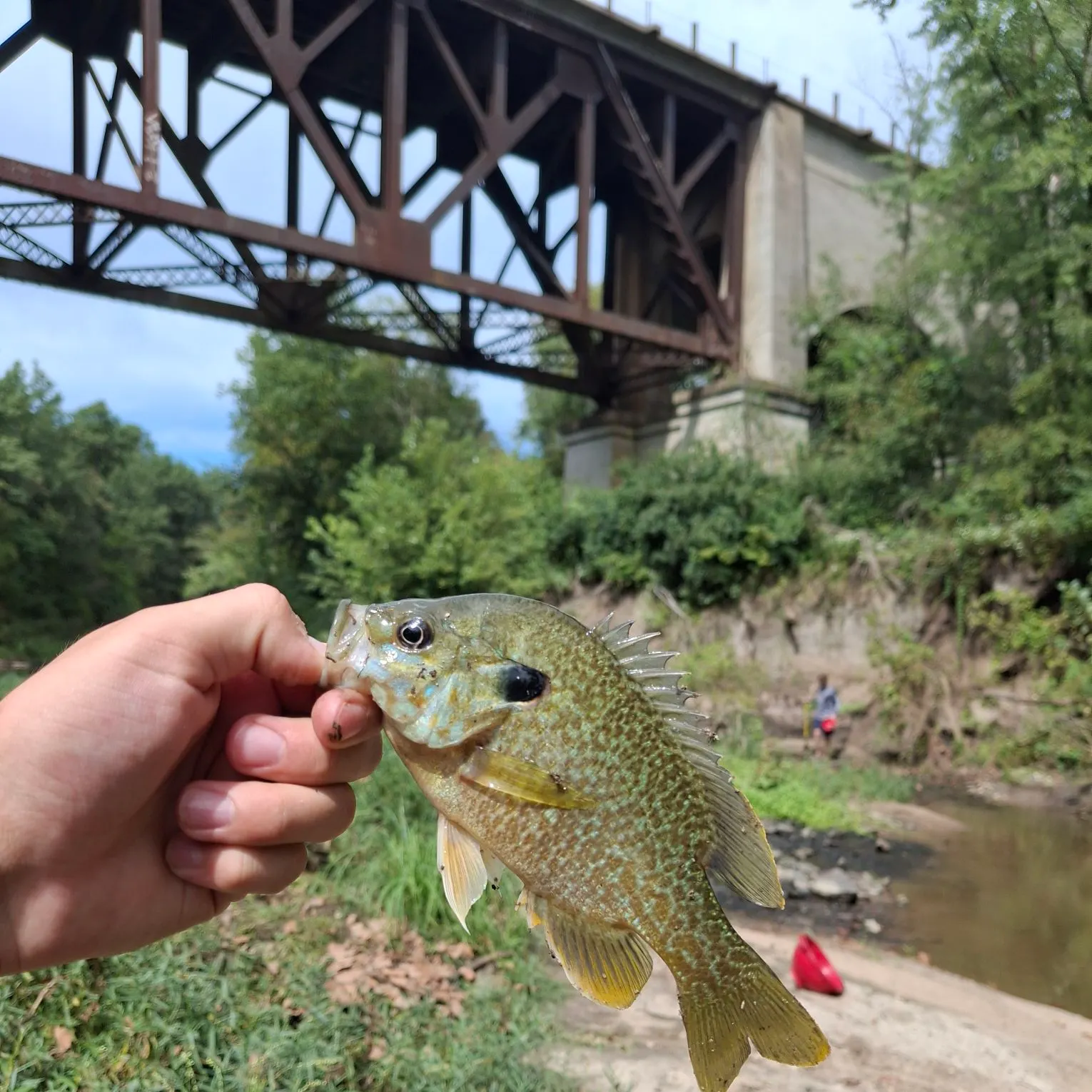 Greengill hybrid caught on Fishbrain