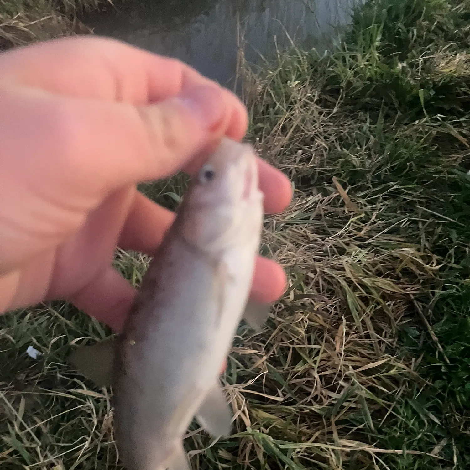 The most recent Utah chub catches on Fishbrain
