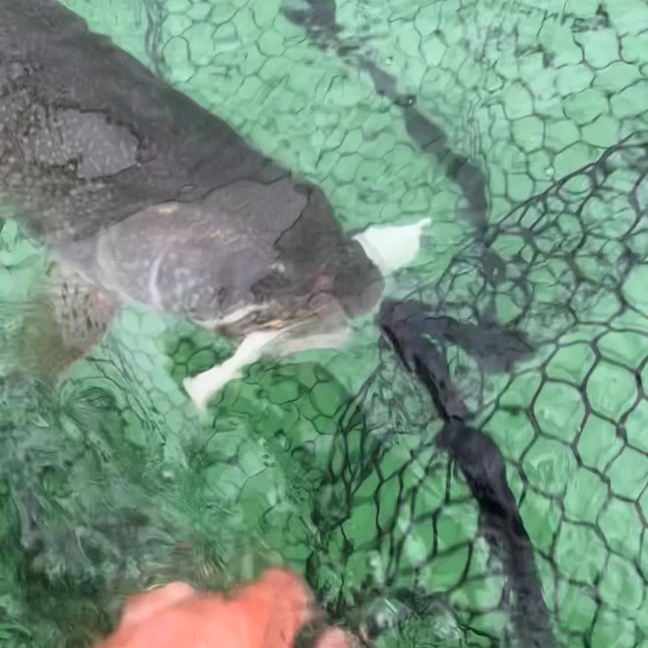 Lake char caught on Fishbrain