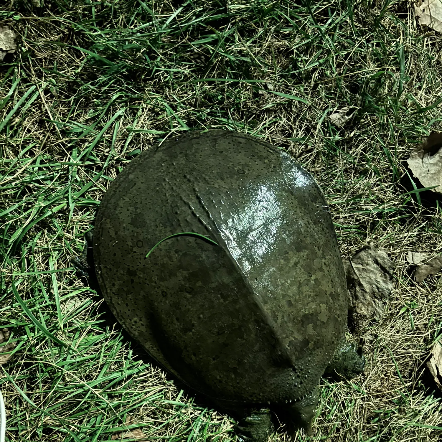 Smooth softshell turtle caught on Fishbrain