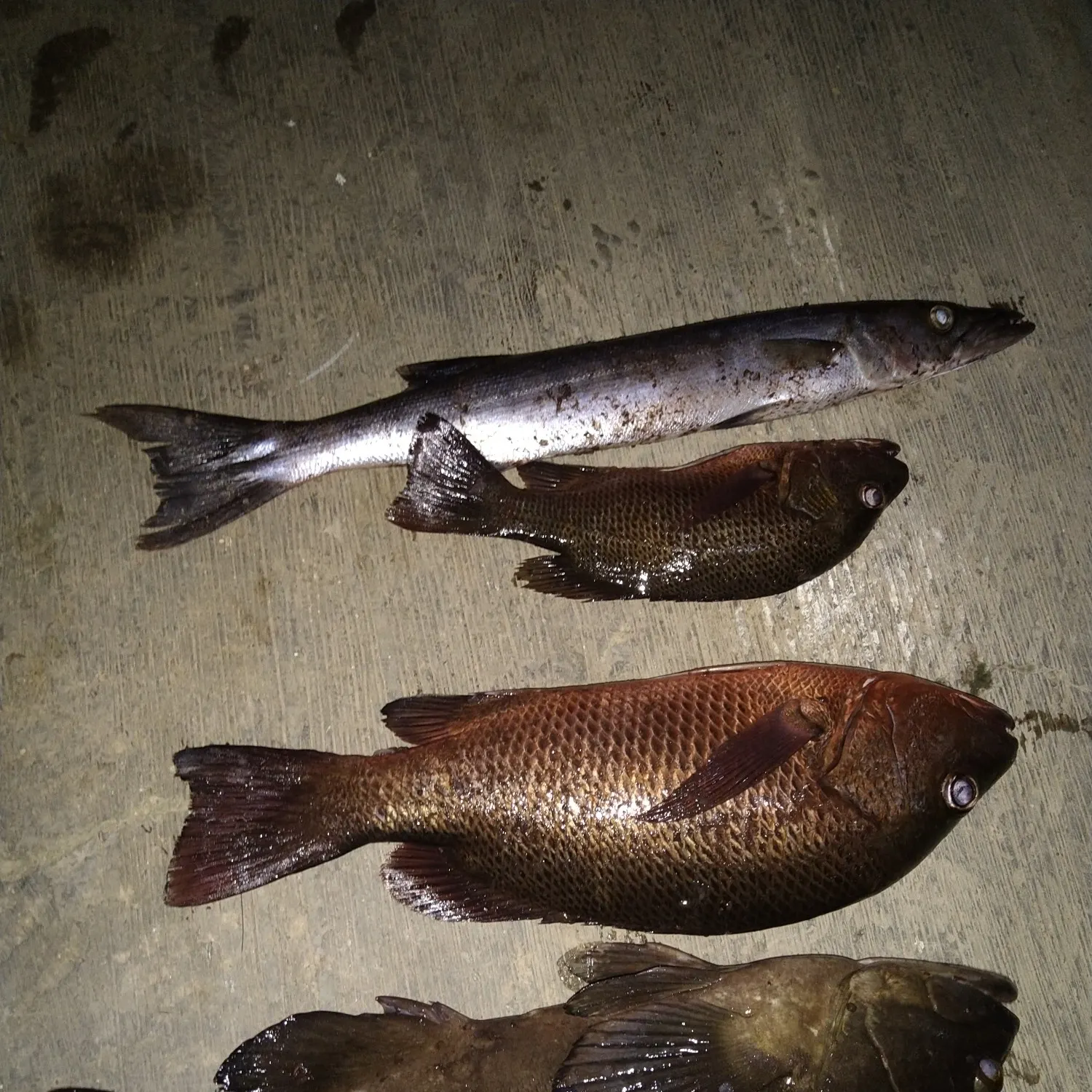 recently logged catches