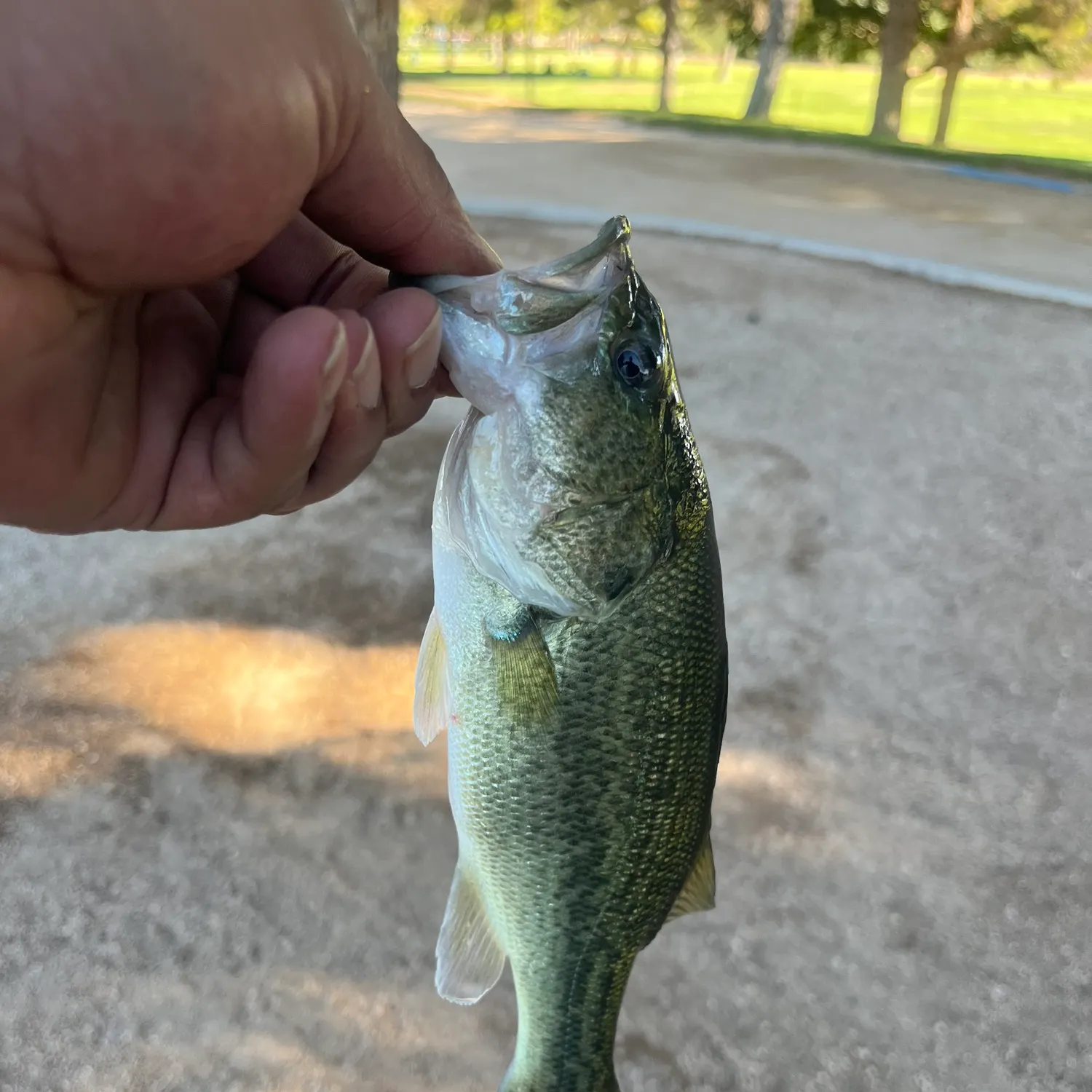 Largemouth bass caught on Fishbrain