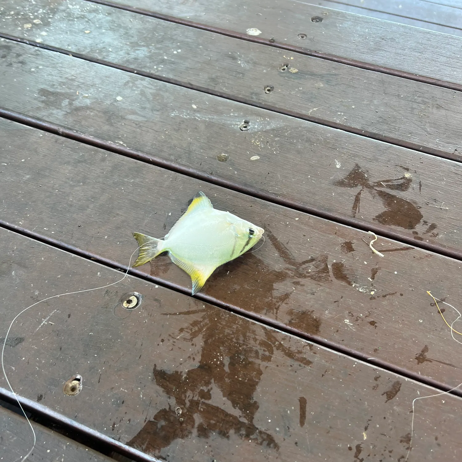 The most recent Silver moony catches on Fishbrain