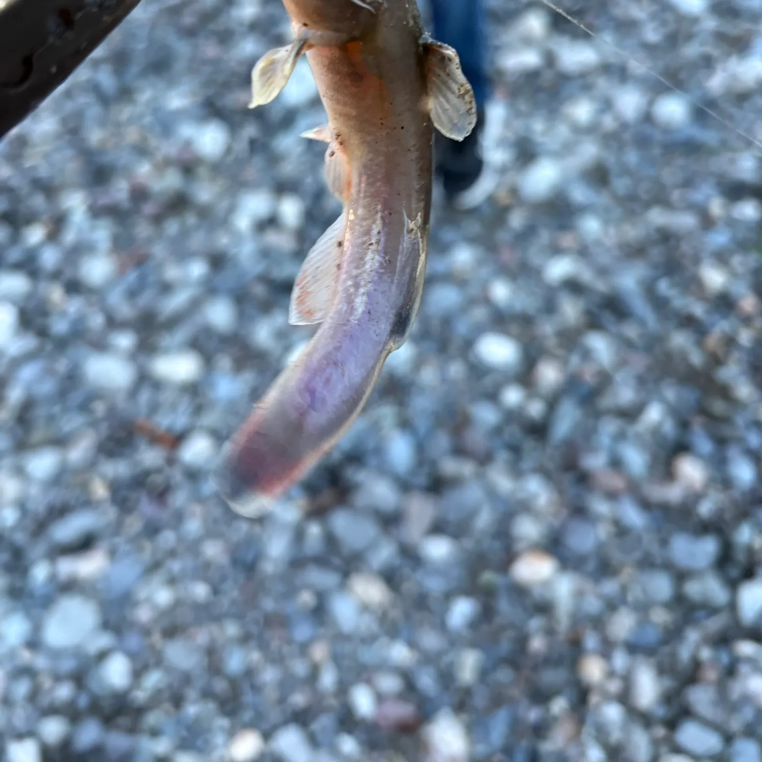 The most recent Stonecat catches on Fishbrain