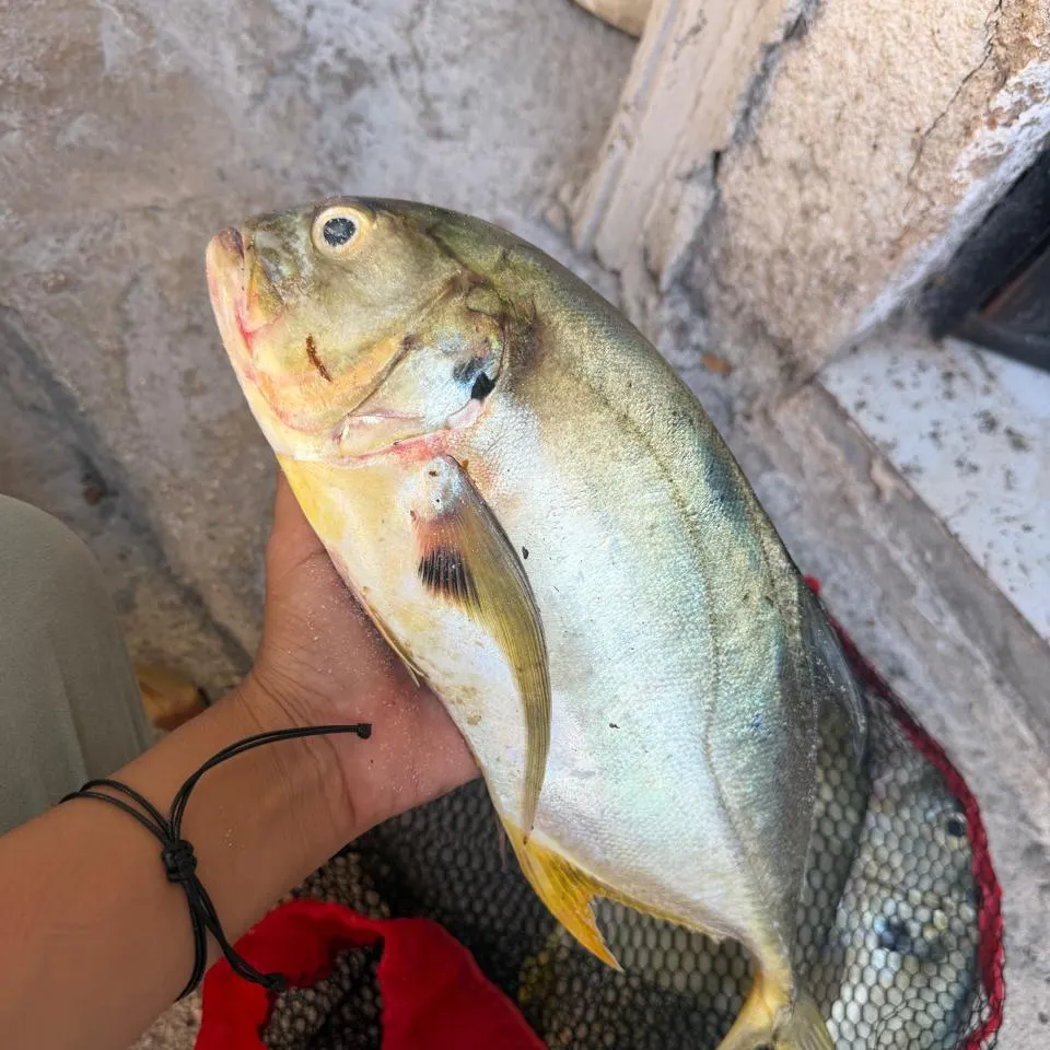 Crevalle jack caught on Fishbrain
