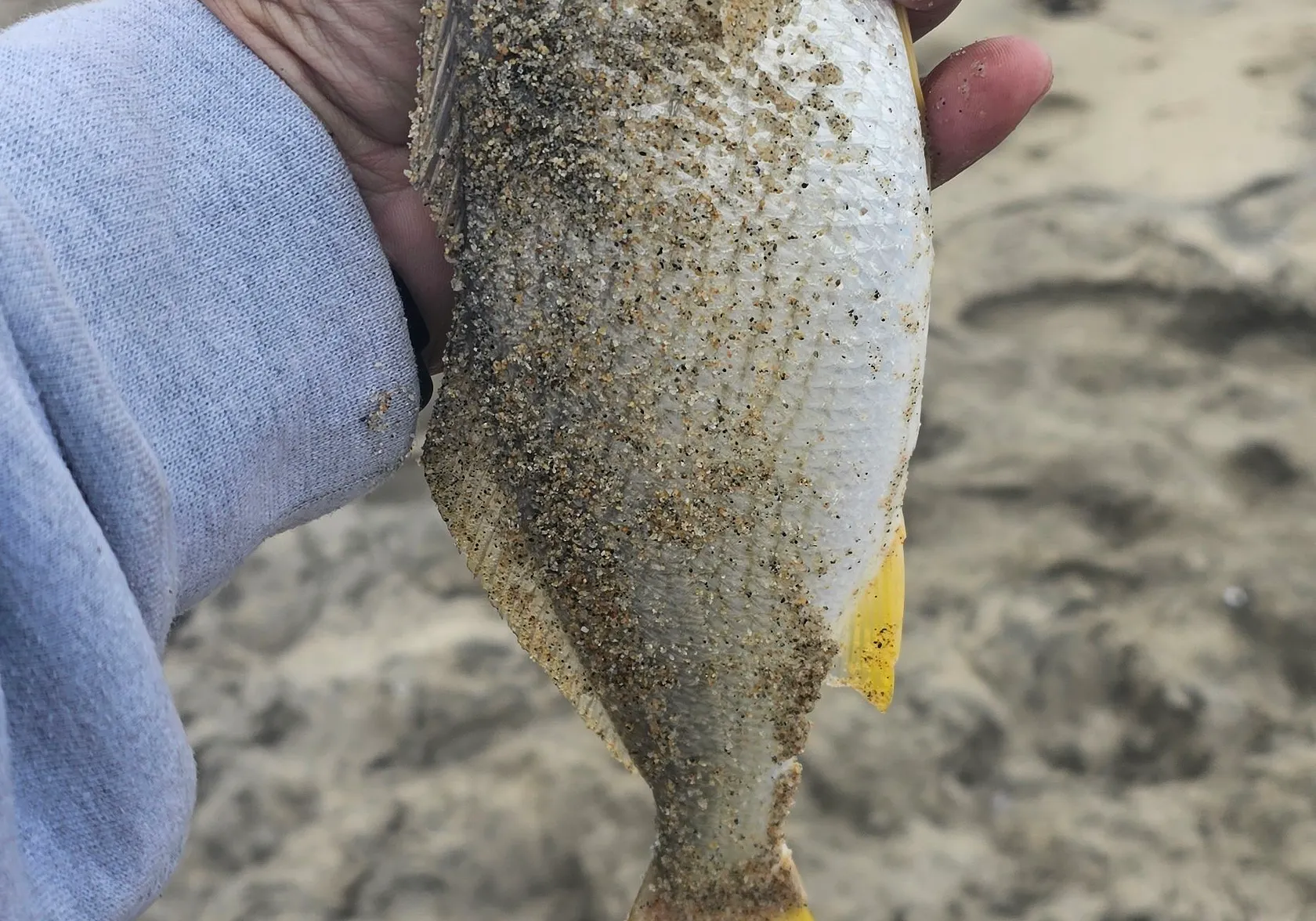 Yellowfin croaker