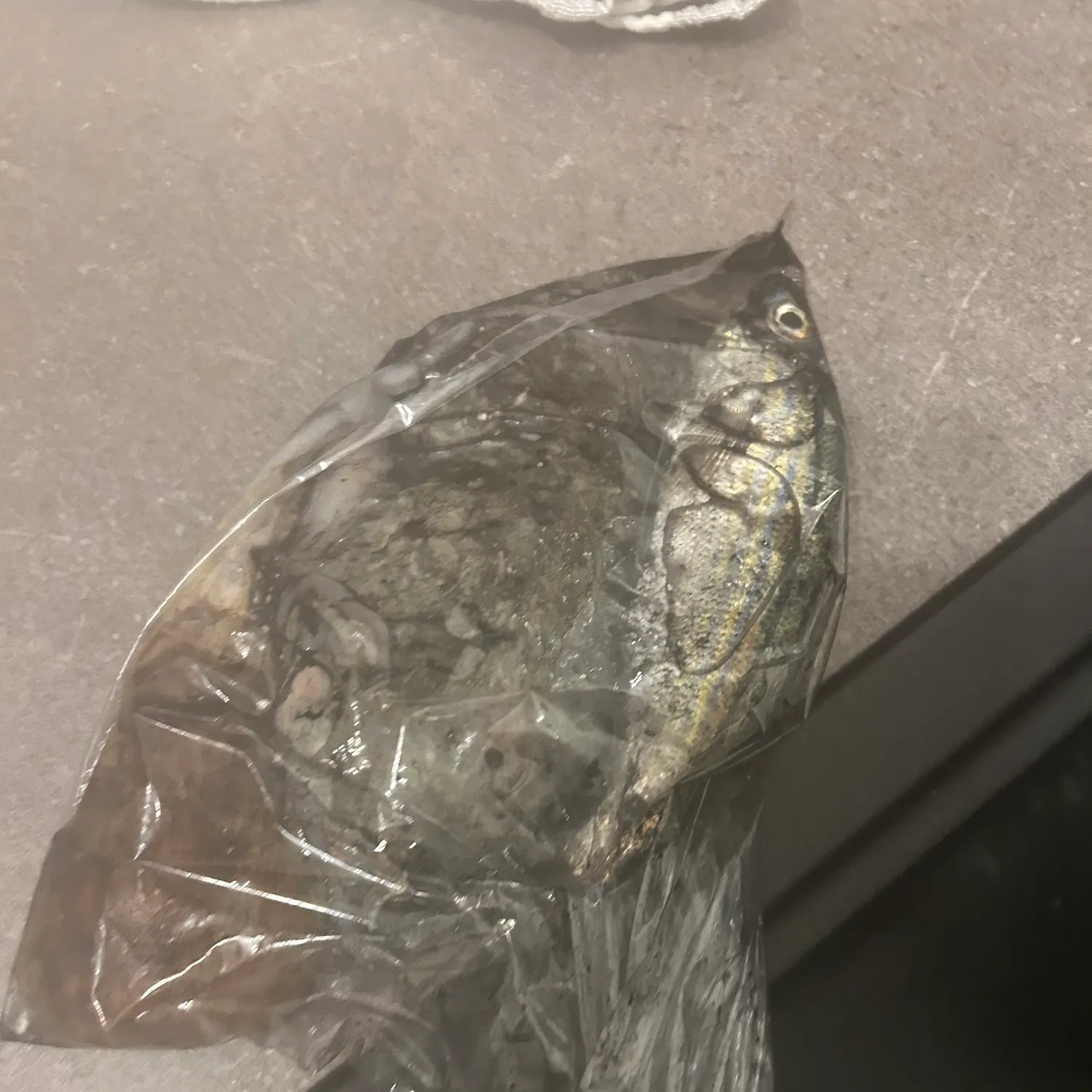 The most recent Common cuttlefish catches on Fishbrain