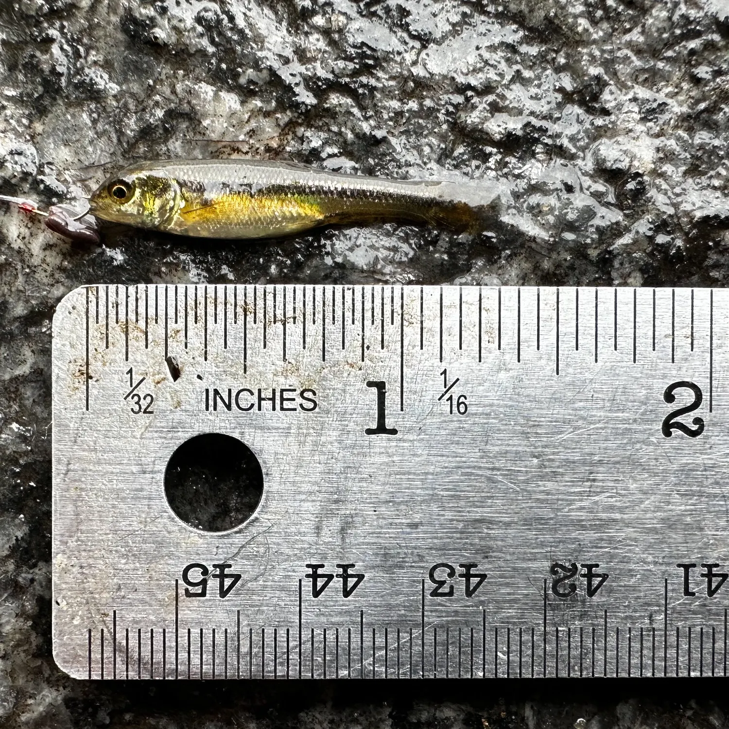 Fathead minnow caught on Fishbrain