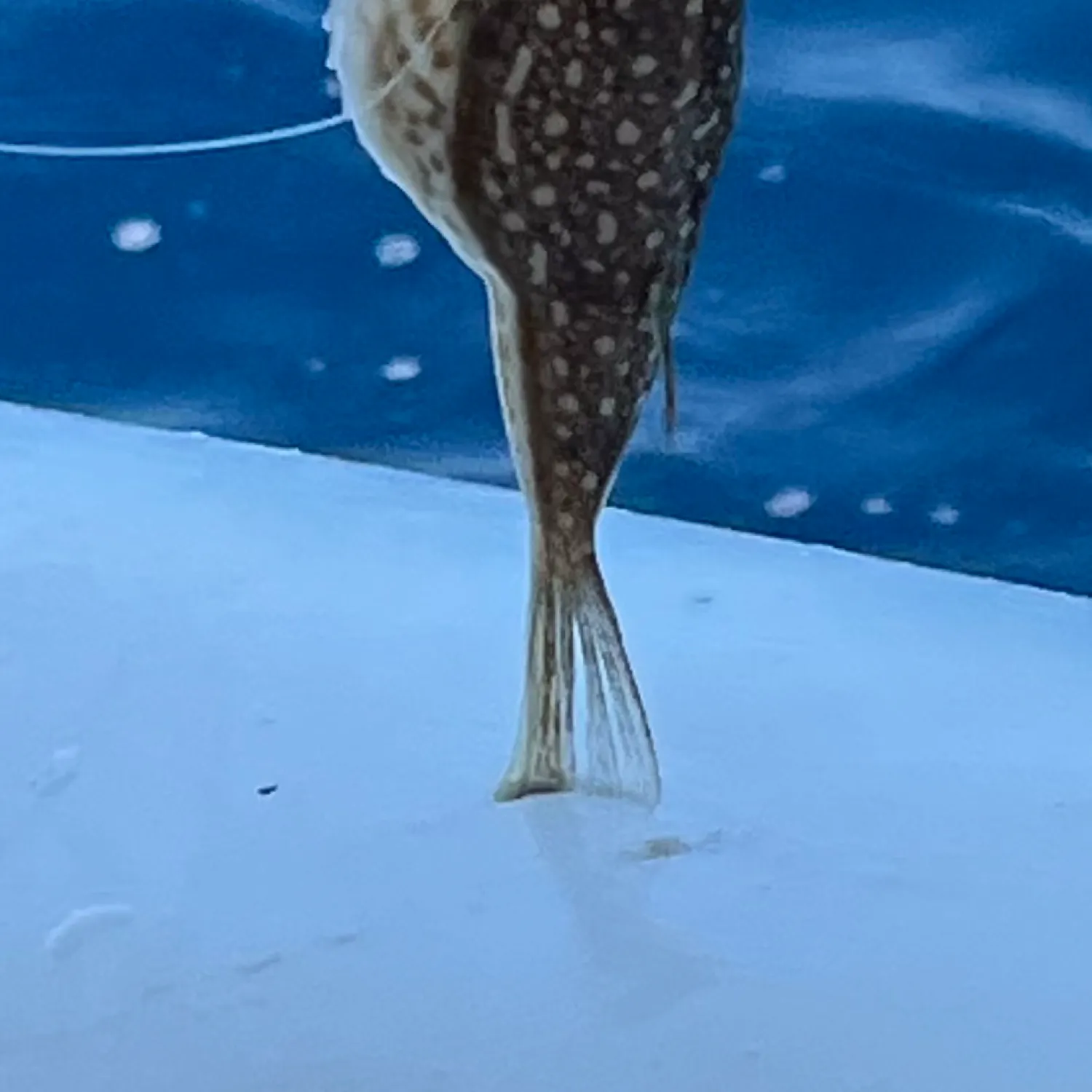 The most recent Evileye pufferfish catches on Fishbrain