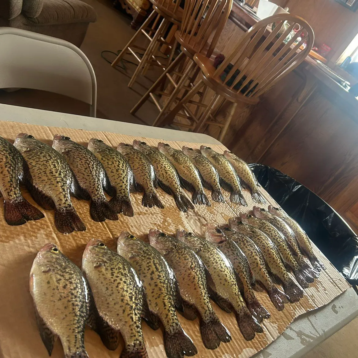 recently logged catches