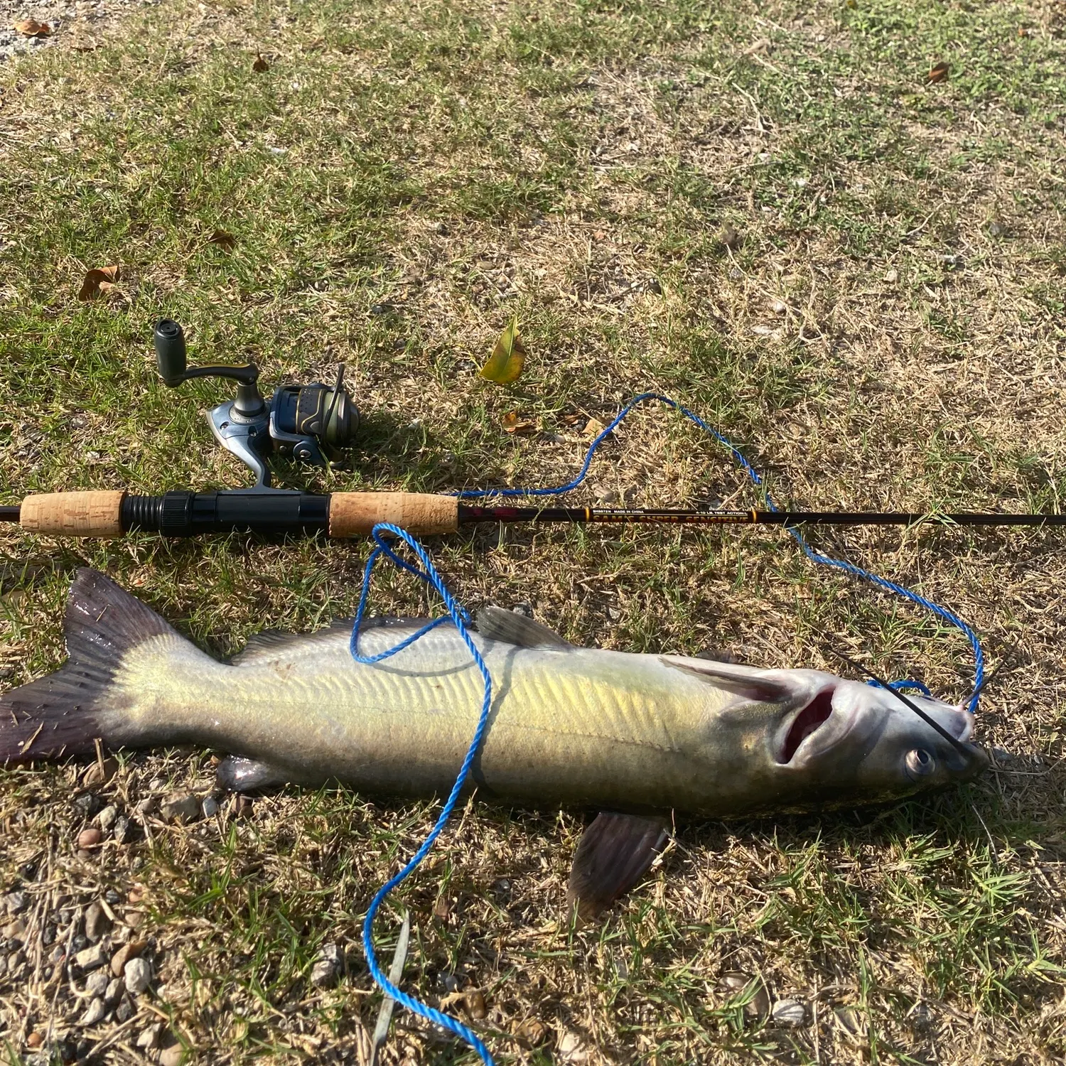 Channel catfish caught on Fishbrain
